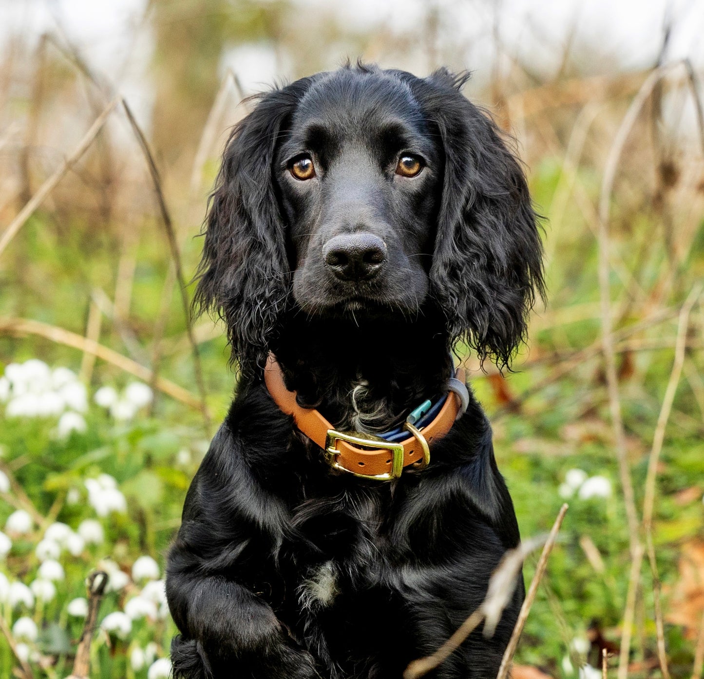 BioThane Navy and tan collar - waterproof