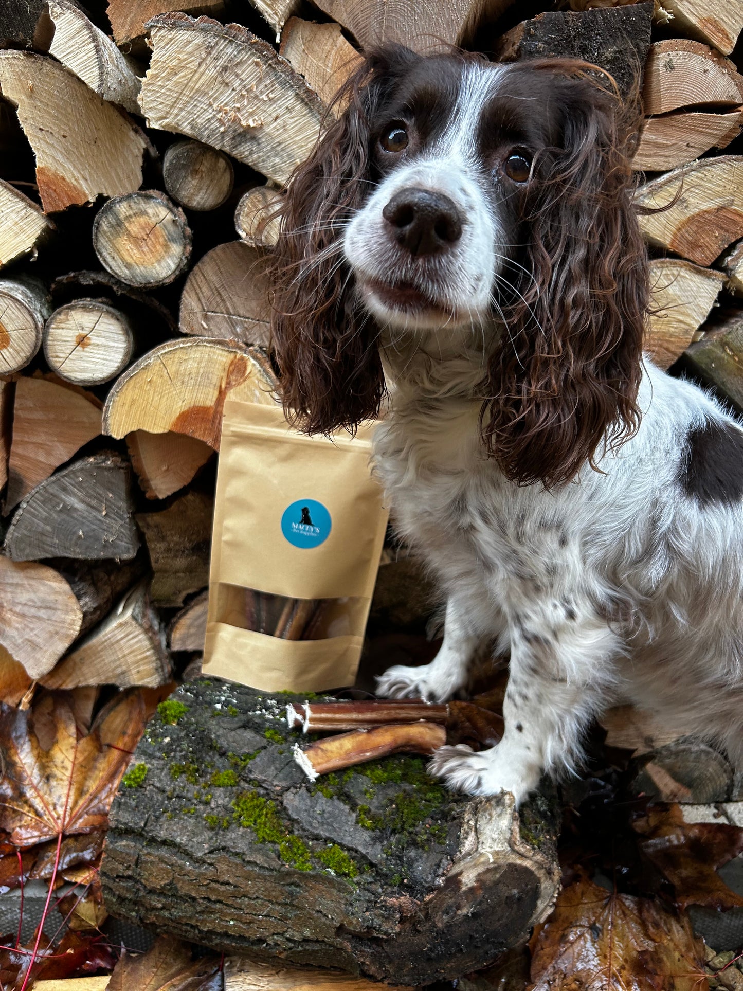 Beef Pizzles - 12cm pieces