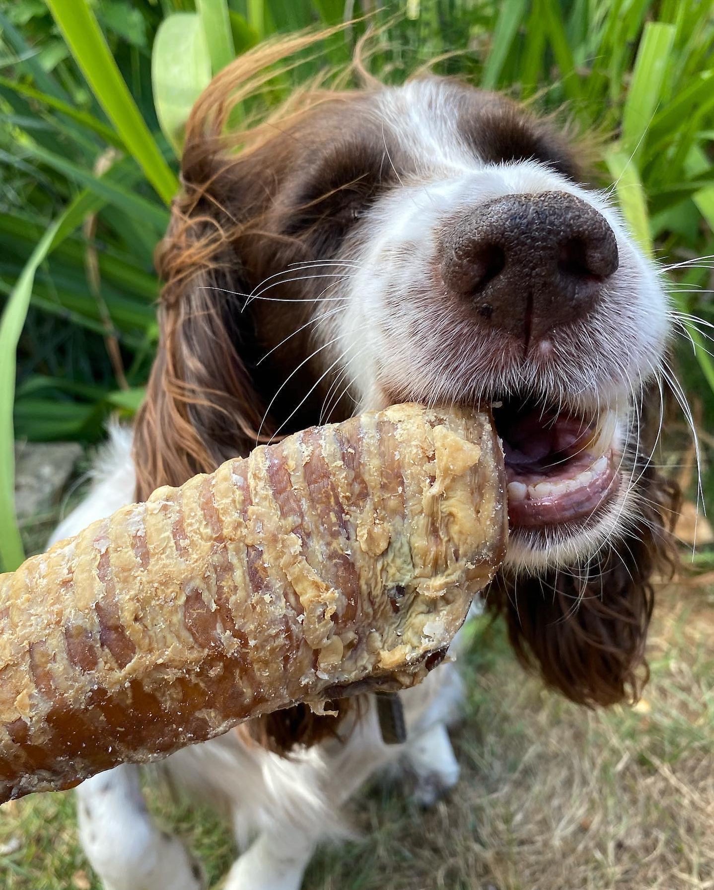 Beef Trachea - 15cm pieces