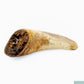 Cows horn